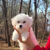 Bichon Frise mix