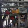 crimson -bellied conure breeding pairs 