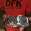 American Bully 
