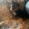 Yorkshire terrier puppies