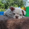 Male French Bulldog 