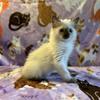 Ragdoll kittens available