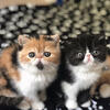 Exotic short and longhair kittens