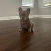 Isabella Pink Fluffy Female Frenchie