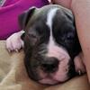 American Bulldog Puppies 