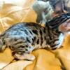 Gorgeous Purebread Bengal Kittens