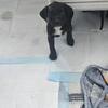2 girls left pitbull lab  mix