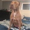 Pit-Corso Puppies 