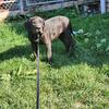 Quality UKC registered Presa Canario Puppies for sale