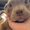 Female micro bully puppy