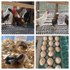 Ayam Ketawa "laughing chickens" chicks and hatching eggs