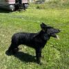 Akc black German shepherd 
