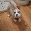 Male American Bully Puppy