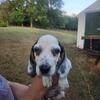 Full Blooded Male Beagle pup (Richmond Indiana area)