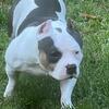 Pocket Bully Stud fee