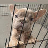 Beautiful Frenchies looking For A Home