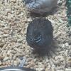 Button quail