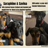 4 doberman females looking for forever homes