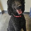 AKC Standard Poodle Puppies