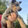 Blue Heeler Puppies Available For Adoption