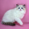Ragdoll Kitten – Eve | 10 Weeks | Seal Bicolor | Female