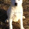 AKC White German Shepherd Female Puppies