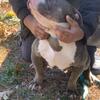 10 month American Bully Pocket