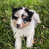 Sheltie Puppies Ready to Go