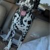 Need to find a home for my Dalmatian 