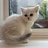 British Shorthair Silver Chinchilla Female