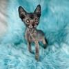Wolf cat - Lykoi kittens 