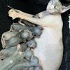 Pregnant Sphynx Elf with Babies Proven with Rate Eye Gene dominant blue eyes