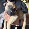 Cane Corso pups ready now- won’t last long at this price.