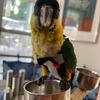 Black headed caique tamed
