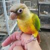 Pineapple Green Cheek Conure 