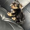 Teacup yorkie 