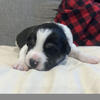FAMILY & FARM FRIENDLY PUPS | Border Collie x Idaho Shag (Camarillo, CA)
