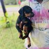 Akc Doberman pups 