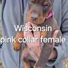 European Doberman puppies