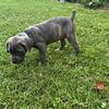 Iccf registered Blue brindle & formentino cane corso puppies