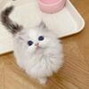 Los Angeles pet cat sales Ragdoll cat British shorthair cat