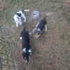 Full Blooded Beagle Pups ( Richmond, Indiana) $200  cashcash