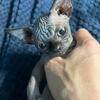 SPHYNX KITTENS