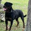 AKC ROTTWEILER 