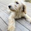 Goldendoodle/Golden Retriever
