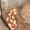 Nelson’s milk snake and Leucistic Texas Rat Snake
