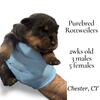 Purebred Rottweiler Puppies