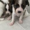 AKC Papillion Puppies