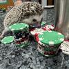2 young hedgehogs for sale