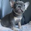 Akc male French bulldogs 